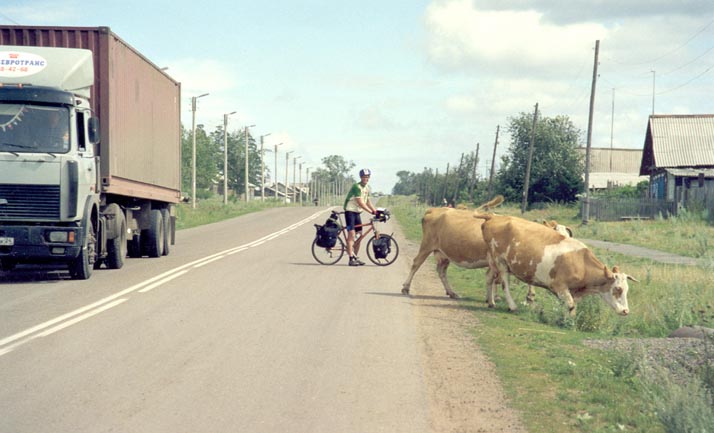 124 Fredrik cows and a Kamaz