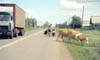 124 Fredrik cows and a Kamaz